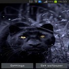 Além do papel de parede animado para Android Lambidas de gato, baixar do arquivo apk gratuito da imagem de fundo Pantera preta.