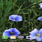 Além do papel de parede animado para Android Árvore com folhas caindo , baixar do arquivo apk gratuito da imagem de fundo Flores azuis.