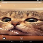 Além do papel de parede animado para Android , baixar do arquivo apk gratuito da imagem de fundo Gato.