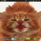 Além do papel de parede animado para Android Casaco de armas ucraniano, baixar do arquivo apk gratuito da imagem de fundo Lambidas de gato.