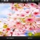 Além do papel de parede animado para Android Mar de papel , baixar do arquivo apk gratuito da imagem de fundo A flor de cerejeira.