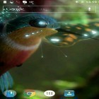 Além do papel de parede animado para Android Tempestade relâmpago 3D , baixar do arquivo apk gratuito da imagem de fundo Beija flor.