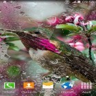 Além do papel de parede animado para Android Praia da noite, baixar do arquivo apk gratuito da imagem de fundo Beija-flor.