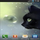 Além do papel de parede animado para Android Deserto , baixar do arquivo apk gratuito da imagem de fundo Gato curioso.