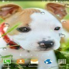 Além do papel de parede animado para Android Conto de fadas, baixar do arquivo apk gratuito da imagem de fundo Animais bonitos.