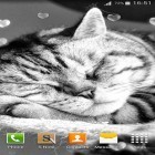 Além do papel de parede animado para Android Galaxy dente-de-leão 3.0, baixar do arquivo apk gratuito da imagem de fundo Gatos bonitos.