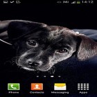 Além do papel de parede animado para Android Tela falante , baixar do arquivo apk gratuito da imagem de fundo Cães bonitos.