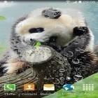 Além do papel de parede animado para Android Peixe Betta, baixar do arquivo apk gratuito da imagem de fundo Panda bonito.