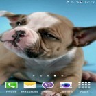 Além do papel de parede animado para Android Queda de neve, baixar do arquivo apk gratuito da imagem de fundo Filhotes de cachorro bonitos.