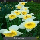 Além do papel de parede animado para Android Aurora, baixar do arquivo apk gratuito da imagem de fundo Narcisos.