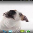 Além do papel de parede animado para Android Sakura, baixar do arquivo apk gratuito da imagem de fundo Cachorro lambe a tela.