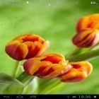 Além do papel de parede animado para Android Gato gentil, baixar do arquivo apk gratuito da imagem de fundo Gotas em tulipas.