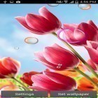 Além do papel de parede animado para Android A lagoa azul, baixar do arquivo apk gratuito da imagem de fundo Flores 2015.