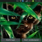 Além do papel de parede animado para Android Matriz 3D сubes, baixar do arquivo apk gratuito da imagem de fundo Pantera de floresta .
