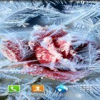 Além do papel de parede animado para Android Flocos de neve de Natal, baixar do arquivo apk gratuito da imagem de fundo Flores congeladas.