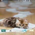 Além do papel de parede animado para Android Raposa bonita, baixar do arquivo apk gratuito da imagem de fundo Animais engraçados.