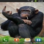 Além do papel de parede animado para Android Vídeo lareira HD, baixar do arquivo apk gratuito da imagem de fundo Macaco engraçado.