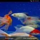 Além do papel de parede animado para Android Meu peixe 3D, baixar do arquivo apk gratuito da imagem de fundo Peixe-dourado.