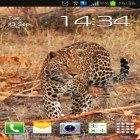 Além do papel de parede animado para Android Amor: Relógio , baixar do arquivo apk gratuito da imagem de fundo Leopardo.