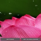 Além do papel de parede animado para Android Cereja em flor , baixar do arquivo apk gratuito da imagem de fundo Natureza.