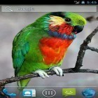 Além do papel de parede animado para Android Natal, baixar do arquivo apk gratuito da imagem de fundo Papagaio.