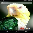 Além do papel de parede animado para Android Vídeo lareira HD, baixar do arquivo apk gratuito da imagem de fundo Papagaios.