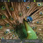 Além do papel de parede animado para Android Cumprimentos: 8 de Março, baixar do arquivo apk gratuito da imagem de fundo Pena do pavão.