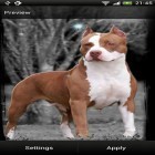 Além do papel de parede animado para Android Peixinho engraçado , baixar do arquivo apk gratuito da imagem de fundo Pitbull.