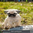 Além do papel de parede animado para Android Núcleo galáctico, baixar do arquivo apk gratuito da imagem de fundo Pugs brincalhões.