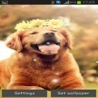 Além do papel de parede animado para Android Relógio de flores, baixar do arquivo apk gratuito da imagem de fundo Cachorrinho.