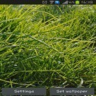 Além do papel de parede animado para Android Golfinho, baixar do arquivo apk gratuito da imagem de fundo A grama real.