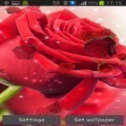 Além do papel de parede animado para Android Ondulações dinâmicos, baixar do arquivo apk gratuito da imagem de fundo Rosa vermelha.