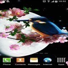 Além do papel de parede animado para Android Primavera: Gatinho, baixar do arquivo apk gratuito da imagem de fundo Sakura e o pássaro.