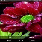 Além do papel de parede animado para Android Noite mística , baixar do arquivo apk gratuito da imagem de fundo Flores brilhantes.