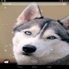 Além do papel de parede animado para Android Terra vista da Lua, baixar do arquivo apk gratuito da imagem de fundo Husky siberiano.