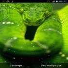 Além do papel de parede animado para Android Os olhos do crocodilo, baixar do arquivo apk gratuito da imagem de fundo Serpente.