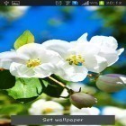 Além do papel de parede animado para Android Tema rápido , baixar do arquivo apk gratuito da imagem de fundo A primavera está chegando.
