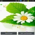 Além do papel de parede animado para Android Crocus de Primavera , baixar do arquivo apk gratuito da imagem de fundo Camomila de verão.