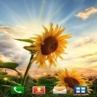 Além do papel de parede animado para Android Floresta incrível , baixar do arquivo apk gratuito da imagem de fundo Pôr do sol de girassol.