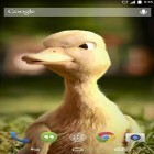 Além do papel de parede animado para Android Unicórnio , baixar do arquivo apk gratuito da imagem de fundo Pato falando.