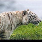 Além do papel de parede animado para Android Sonhos de Inverno HD, baixar do arquivo apk gratuito da imagem de fundo Tigre.