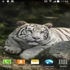 Baixar Tigre por Amax LWPS para Android, bem como dos outros papéis de parede animados gratuitos para LG Optimus Me P350.