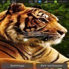 Além do papel de parede animado para Android Relógio de carro, baixar do arquivo apk gratuito da imagem de fundo Tigres.