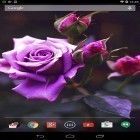 Além do papel de parede animado para Android Pedras na água, baixar do arquivo apk gratuito da imagem de fundo Rosa violeta.