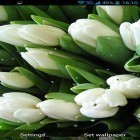 Além do papel de parede animado para Android Sonho de Natal, baixar do arquivo apk gratuito da imagem de fundo Flores brancas.