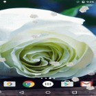 Além do papel de parede animado para Android Cavalos, baixar do arquivo apk gratuito da imagem de fundo Rosa branca.