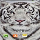 Além do papel de parede animado para Android 8 de marco, baixar do arquivo apk gratuito da imagem de fundo Tigre branco.