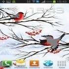 Baixar Inverno: Pisco-chilreiro para Android, bem como dos outros papéis de parede animados gratuitos para Sony Ericsson S312.